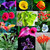 Rare Colorful Calla Lily Flower Seeds Home Garden seeds - 25 seeds