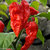 Chili Pepper Bhut Jolokia - Naga Jolokia - Ghost Pepper 25 Quality Fresh Seeds