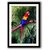Colorful Parrot  framed wall painting