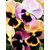 Seeds Flower Seeds Pansy F1 Super Majestic Giants Mixed !Germination Root Plugs