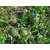 Water Melon Seeds Pack of 4
