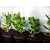 Live Jade Plant (Crassula Ovata) - (Lucky Plant)
