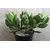 Live PLANT (Crassula Ovata) - (Lucky Plant) VK1