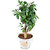Live Jade- (Lucky Plant)