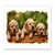 three puppies dog 12 x 18 Inch Laminated Poster