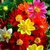 SOIL ME Dahlia Mignon Flower Seeds (1 Packet of Seed)
