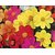 SOIL ME Dahlia Mignon Flower Seeds (1 Packet of Seed)