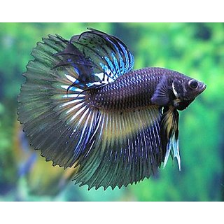 Fish