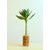 Lotus Bamboo Plant With pot