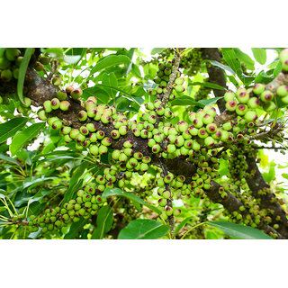 Buy Peepal Arasampazha Fruit Powder 200grams 50grmsx4packs Online 310 From Shopclues