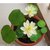 Rare Bowl Lotus ,Nelumbo nucifera White Aquatic Bowl Lotus Flower 10 seeds
