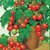 Seeds-Total 15 ,Beautiful Cherry Tomato Bonsai Tree
