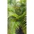 Areca Palm (Dypsis lutescens) live ornamental plant