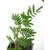 Shami plant-Prosopis cineraria