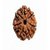 7 Mukhi Rudraksha of Nepal Origin