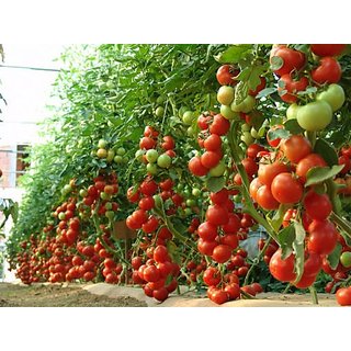 Tomato vegetable seeds