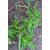 KALMEGH (Andographis paniculata) live garden plant