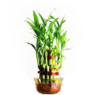 bamboo plant deals