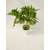 Adaspo Artificial Green Star Design  leaves Plant in Diomand Round  Pot