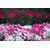 Seeds-Dianthus Ideal Select Mix - Dianthus Chinensis X Barbatus - 10