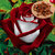 Futaba Rare Red White Osiria Ruby Rose - 100 Pcs