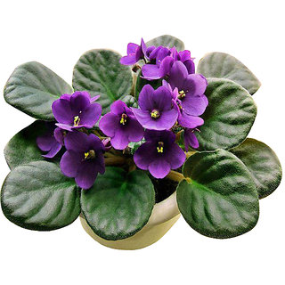 Futaba Saintpaulia Ionantha Seeds - Purple - 100 Pcs