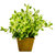 8 INCH Square Fibregreen Forsythia Artificial Flowers