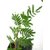 Prosopis cineraria (Shami-Amourae Plant)
