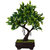 Adaspo Synthetic Bonsai Shamrock  green Tree In melamine Pot (27 Cm)