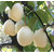Futaba Chinese White Sand Pear Fruit Seeds - 5 Pcs