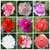 Seeds Balsam Multi Colour Flowers Brother of ROSE Refined Seeds - Pack of 30 Seeds