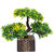 Random 3 Headed Artificial Bonsai Tree with Green and Yellow Leaves