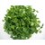 Fenugreek Metha Green Methi Herb Seeds For Kitchen Garden 400 Seeds by AllThatGrows