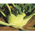 Kohlrabi Vegetable Seeds, Kohl Rabi Seeds, KNOL KHOL, Vienna Seeds 100 Ganth Gobhi Seeds by AllThatGrows