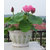 Aquatic plants flower seed bowl lotus, Pink Water Lilies lotus seeds, 10 pcs