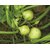 Summer Squash Seeds, Chappan Kaddu Seeds Pack of 20  Seeds by AllThatGrows