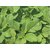 Amaranthus, Green Amaranth Seeds, Rajgira Seed - 50 Chaulai Saag Seeds by AllThatGrows