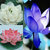 10Pcs 3Color Mix Bowl Lotus Flower Seeds Water Aquatic Fragrance Plants Nelumbo