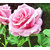 10 Pink Rose Seeds Beautiful Fresh Rose Flower Seed For Your Lover