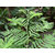 Prosopis Cineraria, Shami, Sami - Plant