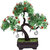 Random S Shaped Bonsai Tree with Small Green Leaves and Red Flowers