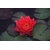 10Pcs Mix Lotus Nymphaea Asian Water Lily Pad Flower Pond Seeds potted flowers