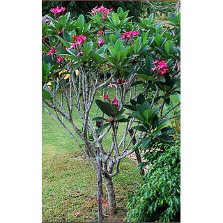 Plumeria Rubra Red Frangipani Champa Gulchin Live Ornamental Flower Plant