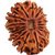 19 Mukhi Rudraksha 100original product by increase in nepal  Bead 20 mm with Irudraksh by  Lab Certified