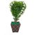 Adaspo Artificial Heart Plant Best Gift For Her / Him For Valentine ( 31X17X10 CM ) (White)