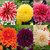Dahlia Beauty Mix Flower Seeds Pack of 50