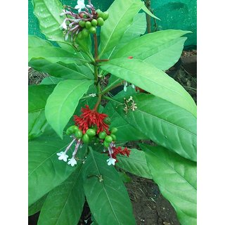Buy Sarpagandha-Rauvolfia serpentina Online @ ₹540 from ShopClues