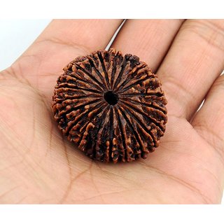 21 Mukhi Nepali Rudraksha Effects of rudraksha on human body. rudraksha 21 mukhi nepali