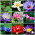 Rare  Beautiful-Lotus-Flower-Seeds-Aquatic-Plants-Bowl-Lotus-Water-Lily-Seeds-10pcs