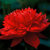 Rare imported Nelumbo Nucifera Dark Red Lotus Flowers 10 seeds